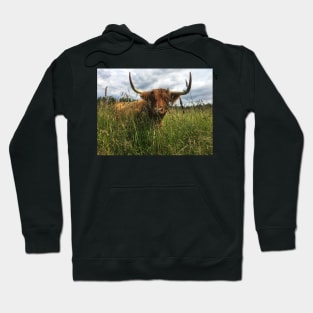 Scottish Highland Cattle Cow 2040 Hoodie